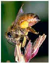 Honeybee on corn