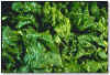 spinach.jpg (50408 bytes)
