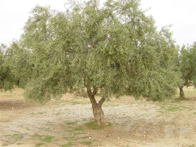 L'OLIVIER SFAXIEN