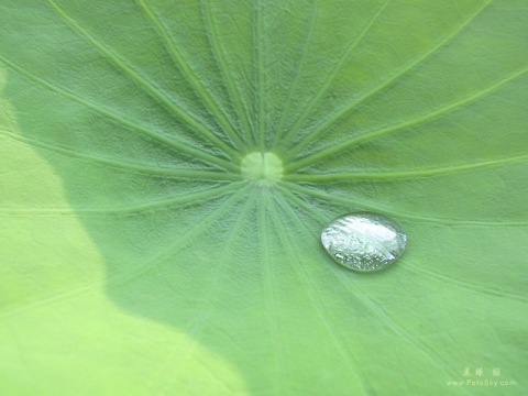 lotus-leaf-2-800.jpg
