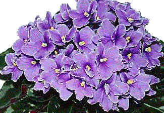 violettes.gif