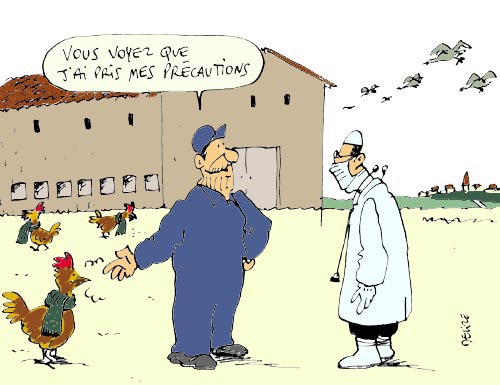 grippe aviaire.jpg