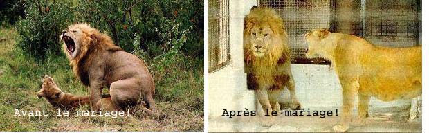 lion lionne copy.jpg