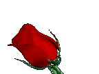 Flowers_Red_rose_closeup_prv.gif