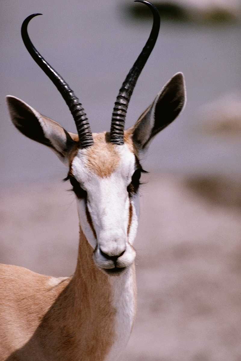 Thomsons-Gazelle-Antelope-Face-Closeup.jpg