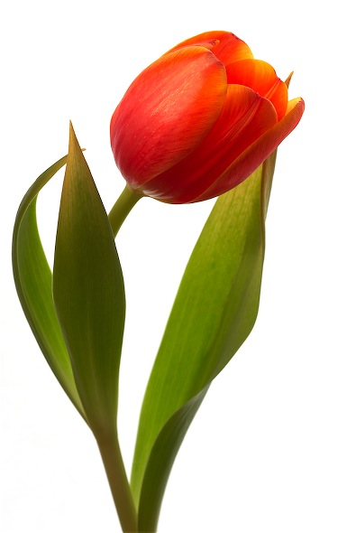 F- Tulipe 1.jpg