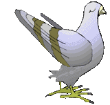 pigeons002.gif