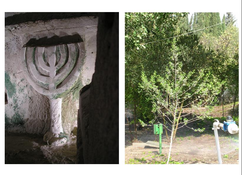 Menora-arbre-Beit Shearim.jpg