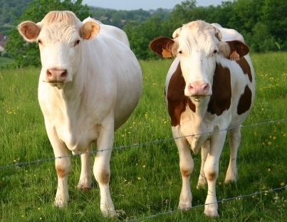 vaches%202.jpg