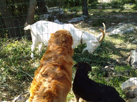 la chevre et les chiens nuemero un.JPG