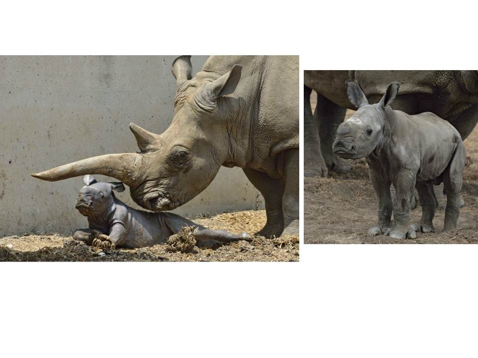 rhino-baby-Ramat Gan-israel21c-180612.jpg