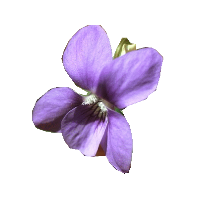 F - violette.gif