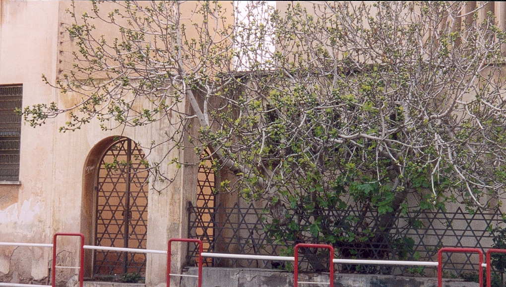 Synagogue Sfax2-mars 2003comp.jpg