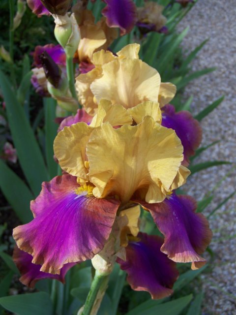 F - iris-jaune-violet-g.jpg