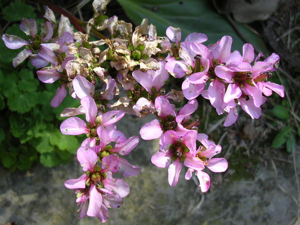 quelques_fleurs_violettes_large.jpg