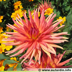 dahlia-cactus.jpg