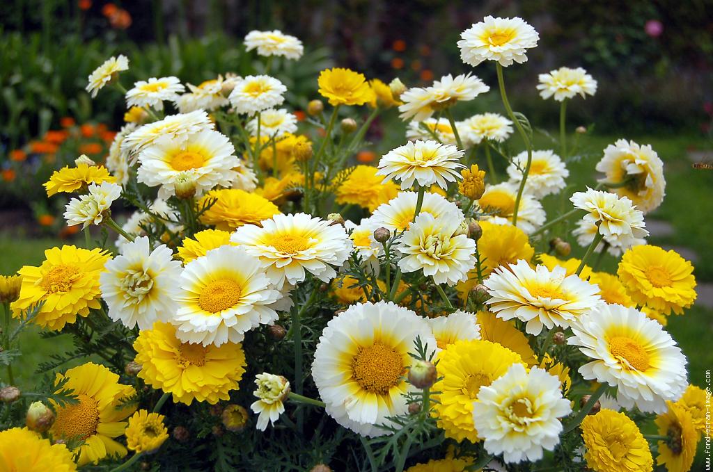 galerie-membre,fleur-bouquet,bouquet-de-fleurs-jaunes.jpg