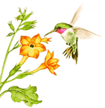 colibri.gif
