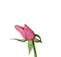 roses015.gif