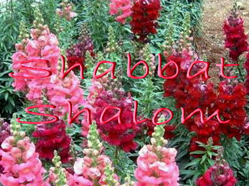 ShabShal200810.JPG
