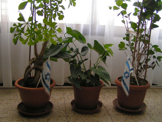 Yom Haatsmaout, par Viviane