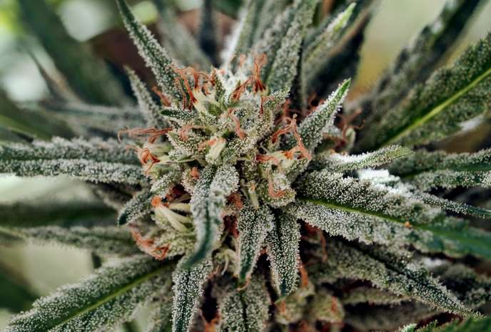 Cannabis : un comité d’experts français donne son feu vert pour l’usage thérapeutique cannabis1.jpg