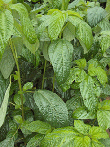 Composition et proprietes de la molokheya corete.gif