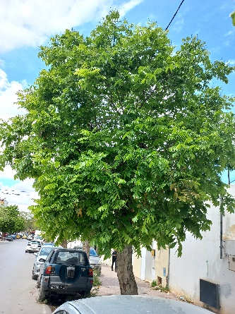 Arbre d’alignement rare à Tunis - Hector Bismuth, Gisèle Dakhlia et Imed Essetti ko5d.jpg