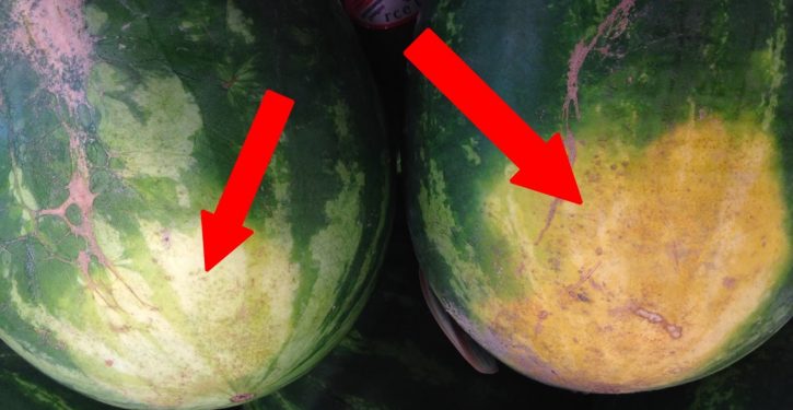 Comment choisir la parfaite pastèque ! choisir-une-pasteque.jpg