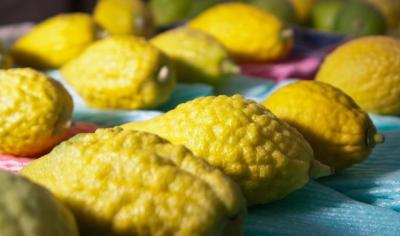 Souccoth des Juifs Tunisiens : Coutumes, Recettes et Textes etrog.jpg