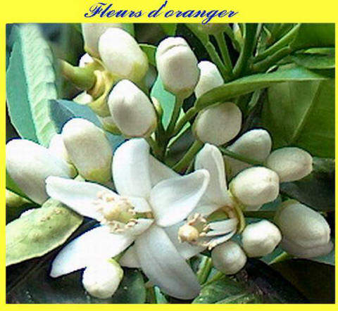 Commentaires Mars 2005 : Archive jusqu'au 21/mars/2005 Commentaires Mars 2005 : Archive jusqu’au 21/mars/2005