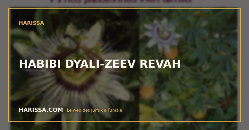 HABIBI DYALI-ZEEV REVAH