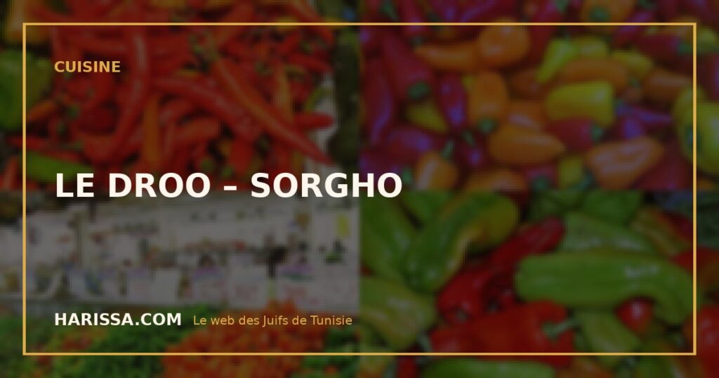 LE DROO – SORGHO