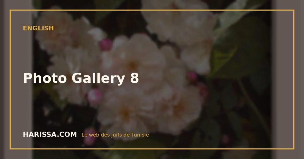 Photo Gallery 8
