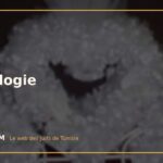 Genealogie Genealogie